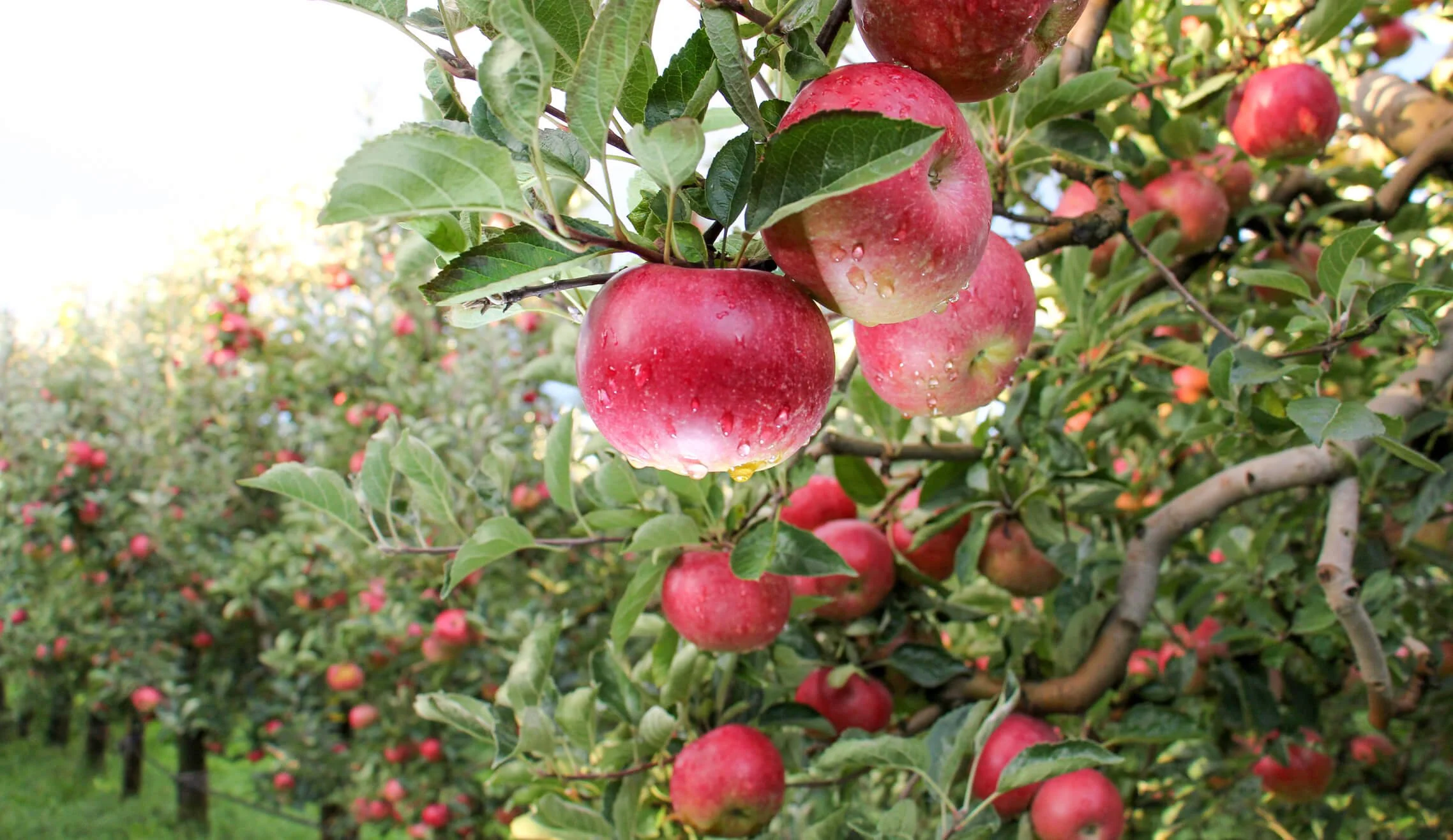 Enfant cueillant une pomme lors d'une sortie éducative au verger